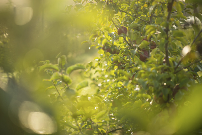 Des saisons et des hommes